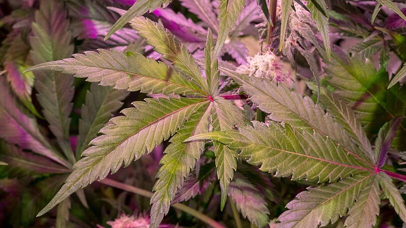 In Oberbayern findet die Polizei 15 illegal gezüchtete Cannabispflanzen im Wald und hängen sie zum Trocken im Polizeirevier auf. (Symbolfoto)
