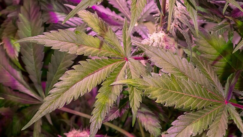 In Oberbayern findet die Polizei 15 illegal gezüchtete Cannabispflanzen im Wald und hängen sie zum Trocken im Polizeirevier auf. (Symbolfoto) In Oberbayern findet die Polizei 15 illegal gezüchtete Cannabispflanzen im Wald und hängen sie zum Trocken im Polizeirevier auf. (Symbolfoto)
