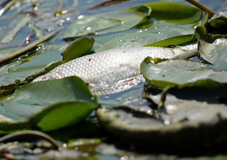 Auf einer Strecke von etwa 40 Kilometern wurden gut 1000 Kilogramm tote Fische gefunden.