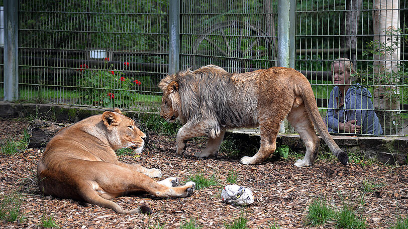 Zwei Löwen im Eifel-Zoo Lünebach. Ob es sich um die entkommenen Tiere handelt, ist unbekannt. (Archivfoto)