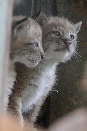 Weitere Bilder der Hellebrunner Luchsbabys Paula und Pep.