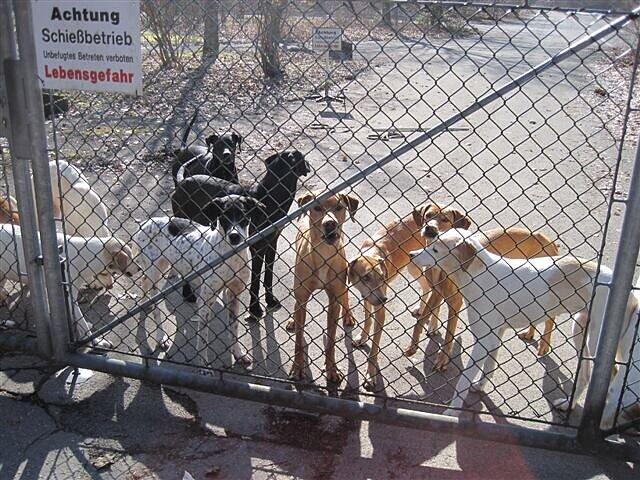 Sie sind dünn und ausgehungert: Diese Hunde wurden über den Zaun auf den Schießplatz der Polizei im Perlacher Forst geworfen.