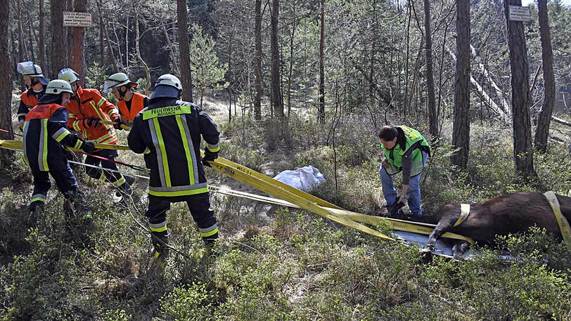 Rund 20 Mann zogen Stute Carina vom See aus dem Wald heraus auf eine Wiese.