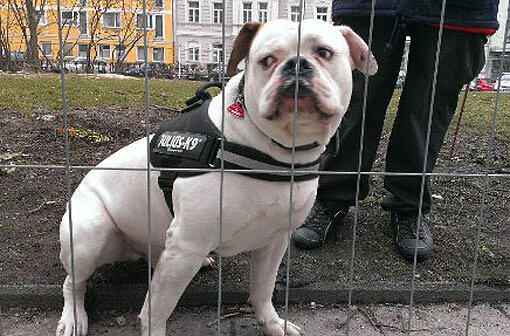 Sein Einsatz sorgt für Empörung: American Bulldog Rocky hält Anfang April Wache hinterm Gitterzaun.