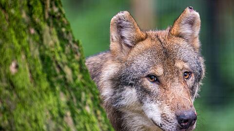 Ein Wolf schaut hinter einem Baum im Wildpark Poing hervor.