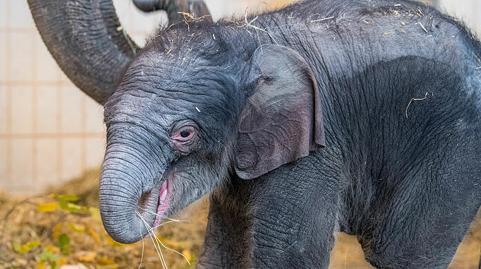 Schon sicher auf den kleinen Beinen: Elefanten-Baby Otto im Tierpark Hellabrunn.