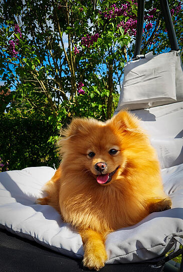 Bruno