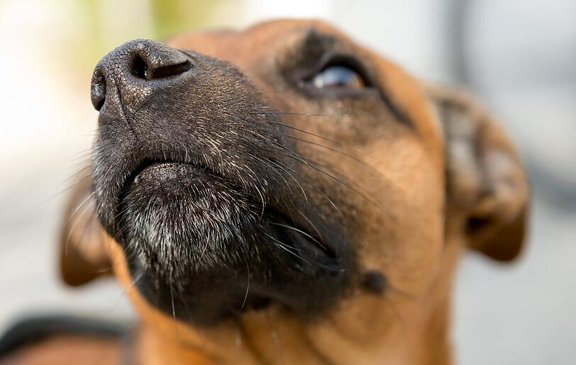 Hier schaut er aus, als könnte er kein Wässerchen trüben. Aber Pinscher-Mix Pico soll mit seinem Dauergebell eine Gedenkveranstaltung massiv gestört haben.