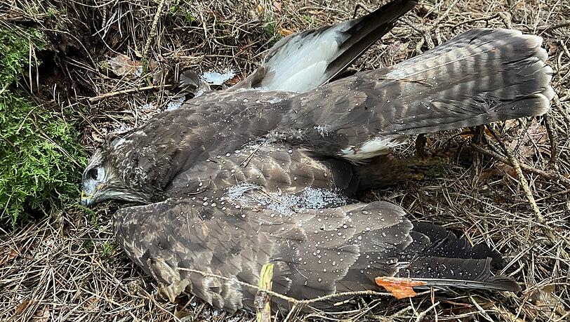 Naturschützer des Verbandes LBV schlagen Alarm: In diesem Jahr sind im Freistaat schon mehr als ein Dutzend Greifvögel vergiftet worden.