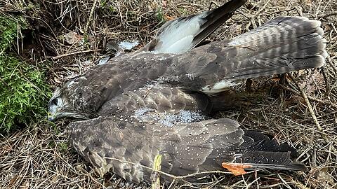 Naturschützer des Verbandes LBV schlagen Alarm: In diesem Jahr sind im Freistaat schon mehr als ein Dutzend Greifvögel vergiftet worden.