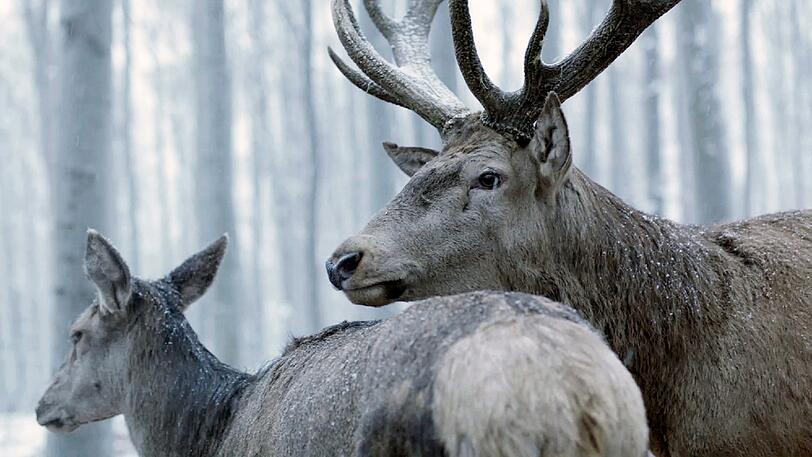 Zwei Menschen in ihren Träumen als Hirsch-Paar romantisch vereint.