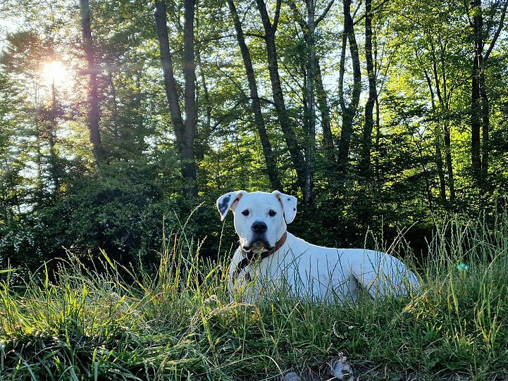 Tyson