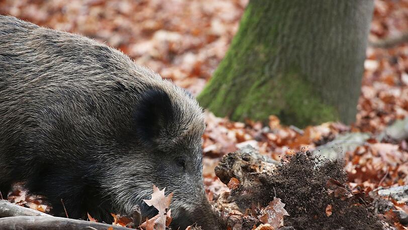 Ein Jäger hat in NRW ein totes Wildschwein gefunden, bei dem der Verdacht auf die Afrikanische Schweinepest (ASP) bestätigt wurde. (Archivbild)