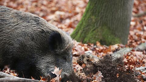 Ein Jäger hat in NRW ein totes Wildschwein gefunden, bei dem der Verdacht auf die Afrikanische Schweinepest (ASP) bestätigt wurde. (Archivbild)