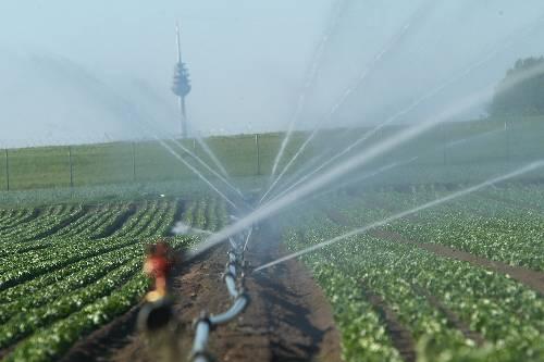 1,8 Millionen Kubikmeter künstlicher Regen: Der Wasserverbrauch im Knoblauchsland hat sich in den letzten 20 Jahren beinahe verdoppelt.