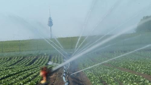 1,8 Millionen Kubikmeter künstlicher Regen: Der Wasserverbrauch im Knoblauchsland hat sich in den letzten 20 Jahren beinahe verdoppelt. 1,8 Millionen Kubikmeter künstlicher Regen: Der Wasserverbrauch im Knoblauchsland hat sich in den letzten 20 Jahren beinahe verdoppelt.