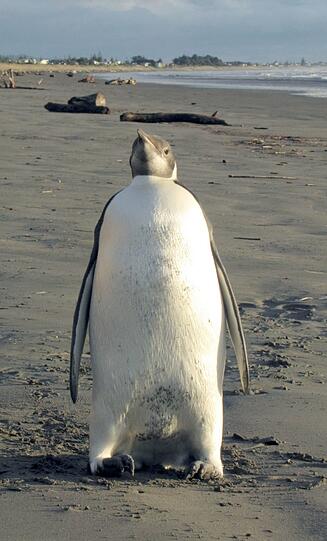 Tierärzte untersuchten den kleinen Happy Feet. Schockiert stellten sie fest, dass der Pinguin kiloweise Sand gefressen hatte - wohl in der Annahme, am Strand läge kühlender Schnee.