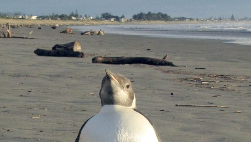 Tierärzte untersuchten den kleinen Happy Feet. Schockiert stellten sie fest, dass der Pinguin kiloweise Sand gefressen hatte - wohl in der Annahme, am Strand läge kühlender Schnee. Tierärzte untersuchten den kleinen Happy Feet. Schockiert stellten sie fest, dass der Pinguin kiloweise Sand gefressen hatte - wohl in der Annahme, am Strand läge kühlender Schnee.