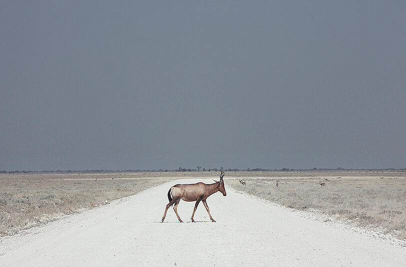 Für ihre Fotoserie verbrachte Maroesjka Lavigne unendlich viele Stunden in der namibischen Wüste, in der ihr Nashörner, Giraffen oder Elefanten begegneten.