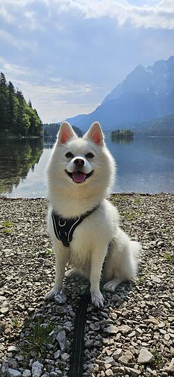 Ace: Mein Hund ist der Beste, weil er allein durch seine Anwesenheit sofort meine Stimmung hebt. Er spürt genau, wie es mir geht, ohne dass ich etwas sagen muss. Ob ich traurig bin oder voller Energie – er ist einfach da und reagiert genau richtig. Dafür liebe ich ihn.