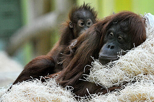 Ein sehr gemütlicher Anblick: Orang-Utan-Mutter Matra und ihr Kind Jolie kuscheln im Tierpark Hellabrunn auf Holzwolle.