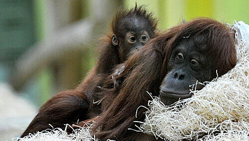 Ein sehr gemütlicher Anblick: Orang-Utan-Mutter Matra und ihr Kind Jolie kuscheln im Tierpark Hellabrunn auf Holzwolle. Ein sehr gemütlicher Anblick: Orang-Utan-Mutter Matra und ihr Kind Jolie kuscheln im Tierpark Hellabrunn auf Holzwolle.