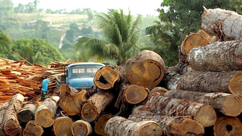 Eine Holzfabrik in Brasilien. Bundesumweltministerin Schulze hat sich für ein Lieferkettengesetz ausgesprochen, das deutsche Unternehmen zur Einhaltung von Menschenrechts- und Umweltstandards auch bei Zulieferfirmen im Ausland verpflichtet. Eine Holzfabrik in Brasilien. Bundesumweltministerin Schulze hat sich für ein Lieferkettengesetz ausgesprochen, das deutsche Unternehmen zur Einhaltung von Menschenrechts- und Umweltstandards auch bei Zulieferfirmen im Ausland verpflichtet.