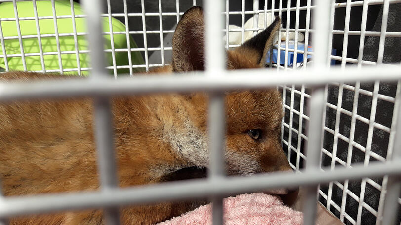 Im Tierheim erholte sich der Fuchs schnell wieder und konnte noch am selben Tag ins Freie entlassen werden.