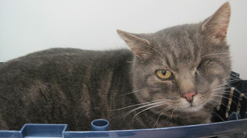 Wer vermisst diesen süßen Kater?