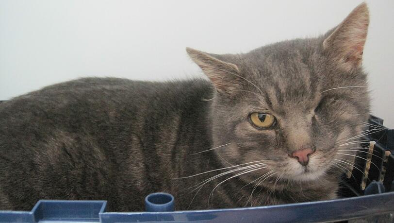 Wer vermisst diesen süßen Kater? Wer vermisst diesen süßen Kater?