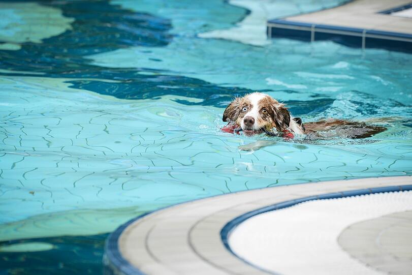 Sichtlich Spaß hat dieser Zamperl im Schwimmbecken des Bamberger Wellenbades beim Hundebadetag.