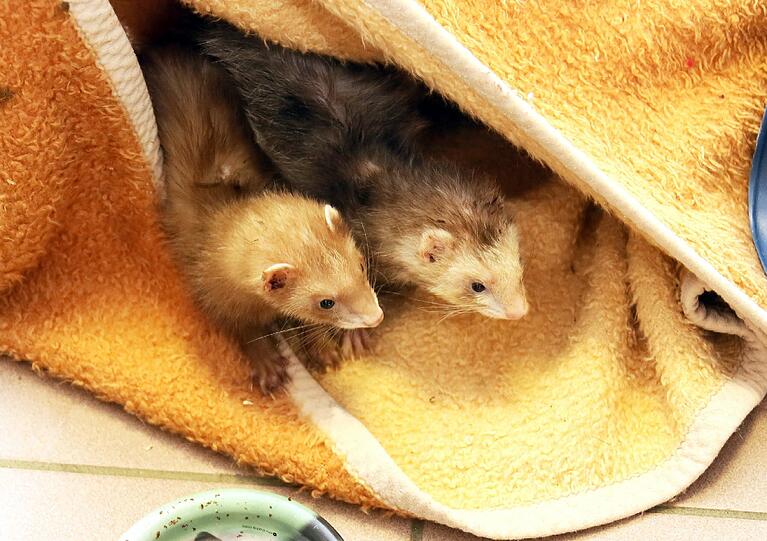 Im Tierheim warten noch mehr Frettchen auf ein liebevolles zu Hause.