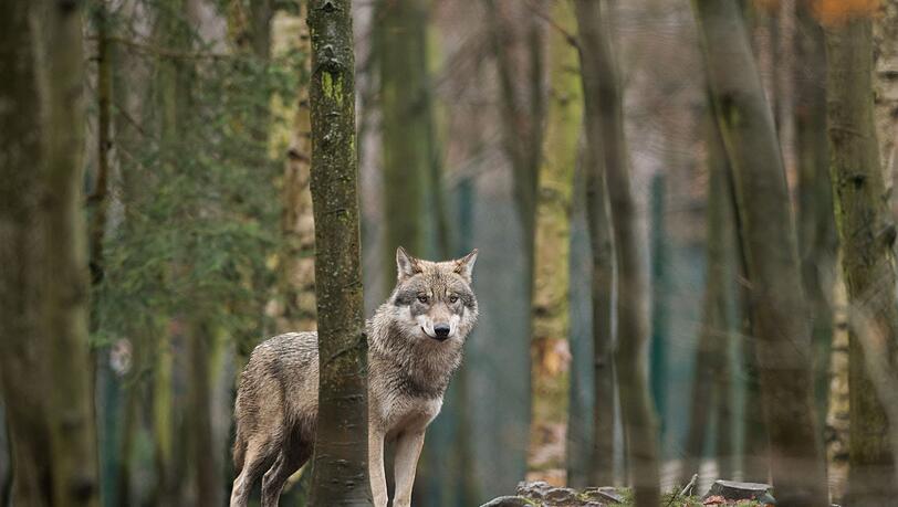 Das EU-Parlament entscheidet, den Wolf-Schutzstatus zu reduzieren. (Archivbild)