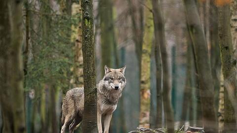 Das EU-Parlament entscheidet, den Wolf-Schutzstatus zu reduzieren. (Archivbild)