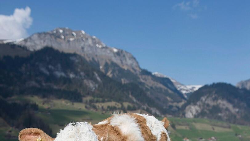 ... sie ist bereits sieben Wochen alt und grast quietschfiedel auf den Weiden im schweizerischen Weissenburg. ... sie ist bereits sieben Wochen alt und grast quietschfiedel auf den Weiden im schweizerischen Weissenburg.