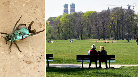 Bis zu 3.000 kleine Goldstaub-Laubkäfer schwärmen gerade auf 1.000 Quadratmeter Wiese im Englischen Garten. Hübsch anzuschauen.
