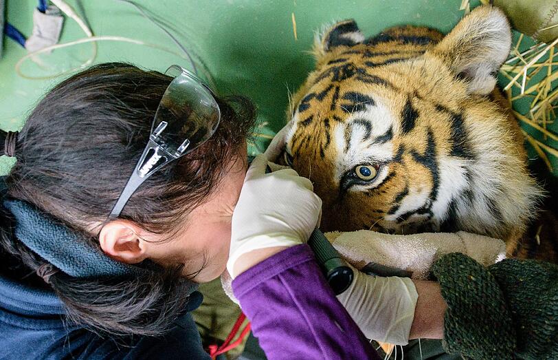 Tierärztin Johanna Painer untersucht am 13.01.2016 in der Großkatzenstation der Organisation «Vier Pfoten» in Maßweiler die Augen von Tigerdame Vavara.