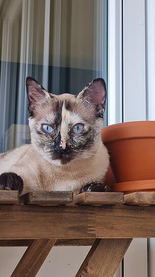 Taro