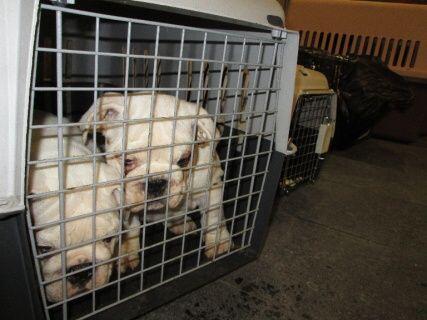 Zwei Bulldoggen in der Transportbox.