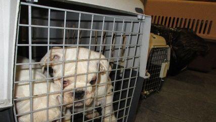 Zwei Bulldoggen in der Transportbox. Zwei Bulldoggen in der Transportbox.