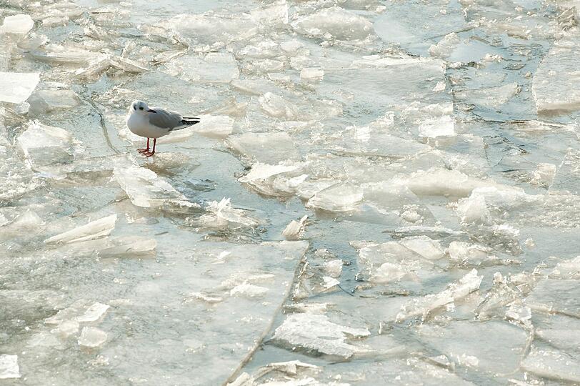 Eisschollen auf der Spree in Berlin. Die Möwe stört's nicht...