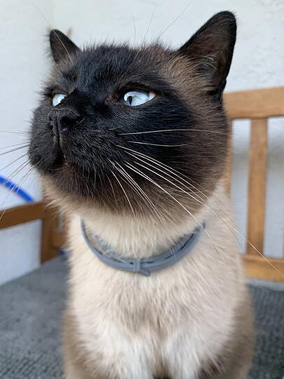 Enzo