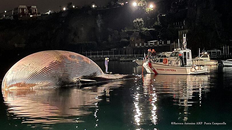 Die Küstenwache hat einen toten Riesenwal an der Küste vor Neapel entdeckt.