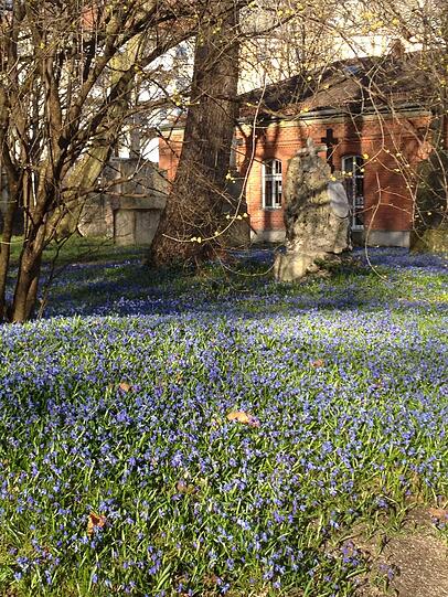 Auf dem alten nördlichen Friedhof blüht es blau.