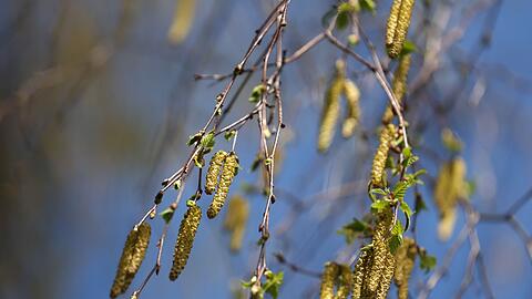 Birkenpollen hängen an einer Birke bei blauem Himmel und Sonnenschein.