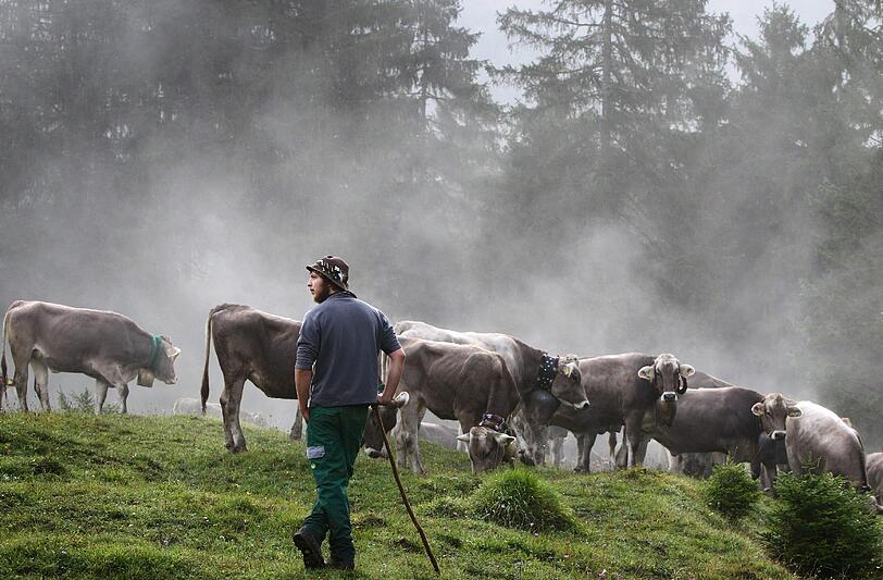 Ende des Sommers - im Allgäu hat der Viehscheid begonnen.