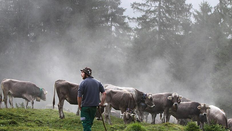 Ende des Sommers - im Allgäu hat der Viehscheid begonnen. Ende des Sommers - im Allgäu hat der Viehscheid begonnen.