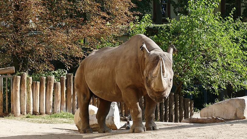 Nashornbulle Kalusho im Frankfurter Zoo eingeschläfert