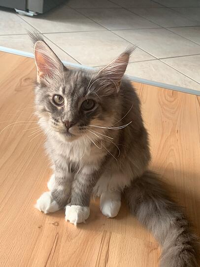 Gizmo