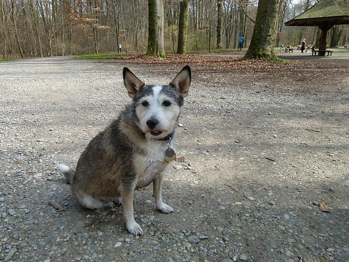 Foxi freut sich auf sein "Wienerli".